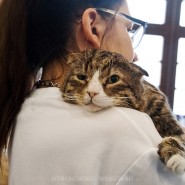 Выставка-пристройство кошек из приюта «Юна-Фест» 2023 фотографии