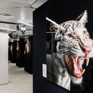 Выставка портретов диких животных «Affinity» фотографии