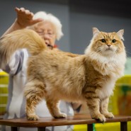 Международная выставка кошек «У Лукоморья» в ТРЦ «Гагаринский» 2025 фотографии