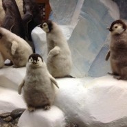 День пингвина в Дарвиновском музее 2020 фотографии