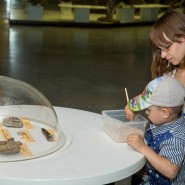 «День древних обитателей Земли» в Дарвиновском музее 2020 фотографии