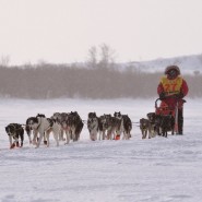 Питомник ездовых собак «Северный» фотографии