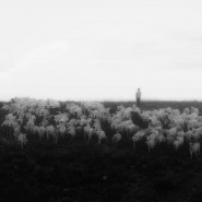 Фото: rostokino.vzmoscow.ru
