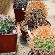 Фото: vk.com/hortus_ru