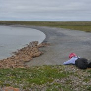 Выставка «Полярная экспедиция: шаг за шагом» фотографии