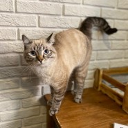 Выставка спасенных котиков «Мурчим домой!» фотографии