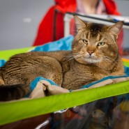 Международная выставка кошек «У Лукоморья» в ТРЦ «Гагаринский» 2025 фотографии