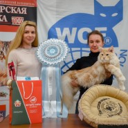 Международная выставка кошек «Ёжкин кот» в ТРЦ «Гагаринский» 2023 фотографии