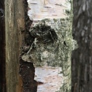 Выставка «You are never alone in the forest – Ты не один в лесу» фотографии