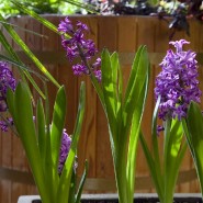 Фото: tsaritsyno-museum.ru