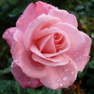 Выставка роз в «Аптекарском огороде» 2023 фотографии