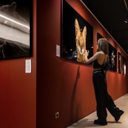 Выставка портретов диких животных «Affinity» фотографии