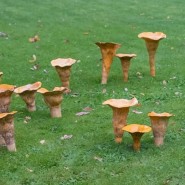 Фото: hortus.msu.ru