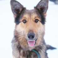 Фестиваль «Woof Fest» 2017 фотографии