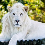 Фото: darwinmuseum.ru