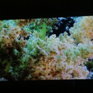 Выставка «Коралловый риф – от планктона до акул» фотографии