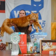 Международная выставка кошек «Ёжкин кот» в ТРЦ «Гагаринский» 2022 фотографии