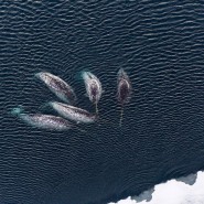Выставка «Архипелаги Арктики» фотографии