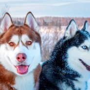 Выставка «Притяжение Арктики» фотографии