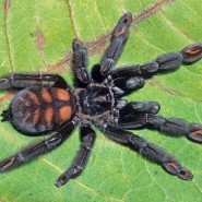 Выставка живых гигантских пауков в «Аптекарском огороде» 2022 фотографии