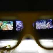 Выставка «Коралловый риф – от планктона до акул» фотографии