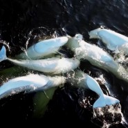 Фото: darwinmuseum.ru