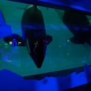 Концерт ASET в океанариуме среди обитателей подводного мира 2022 фотографии