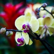 Фестиваль орхидей «Тропическая зима. В поисках Золотого города» 2017/18 фотографии