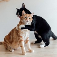 Выставка спасенных котиков «Мурчим домой!» фотографии