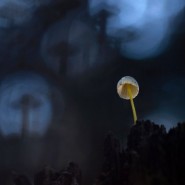 Выставка «Игра теней» фотографии