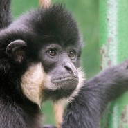 Фото: darwinmuseum.ru