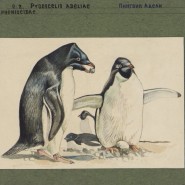 Фото: darwinmuseum.ru