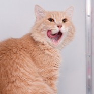 Выставка кошек «Неслучайная встреча» фотографии