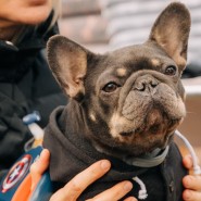 Фото: vk.com/sosbulldog