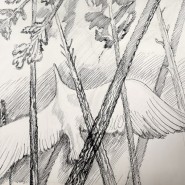 Фото: darwinmuseum.ru