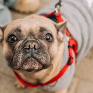 Фото: vk.com/sosbulldog