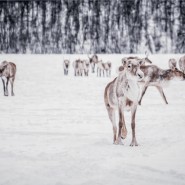 Выставка «Притяжение Арктики» фотографии