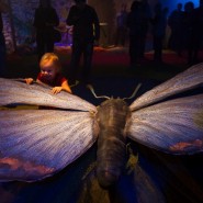 Выставка «Маленькие люди в большом мире насекомых» фотографии
