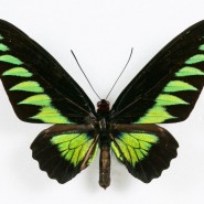 Фото: darwinmuseum.ru