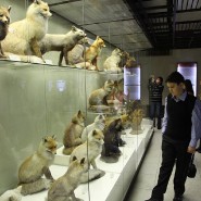 Всемирный день животных в Дарвиновском музее 2021 фотографии
