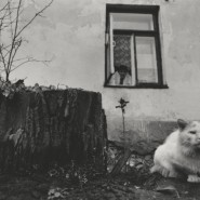 Выставка «Кошки города Гродно» фотографии