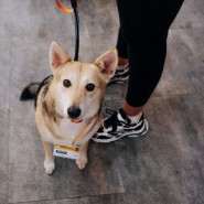 Фото: fund4dogs.ru