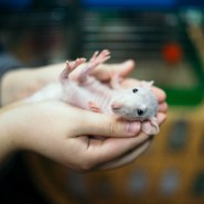 Благотворительный фестиваль «Кошки-Мышки» 2022 фотографии