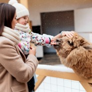 Новый год 2026 в Альпака Парке Сокольники фотографии
