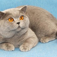Международная выставка кошек «Мистер Кот» в Сокольниках» 2017 фотографии