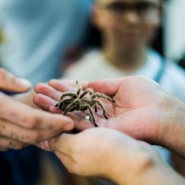 День паука в Биологическом музее 2021 фотографии
