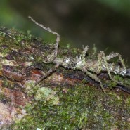 Фото: darwinmuseum.ru