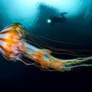 Фестиваль подводной фотографии «Дикий подводный мир» 2023 фотографии