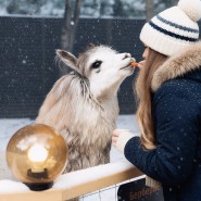 23 февраля в Альпака Парке Сокольники 2026 фотографии