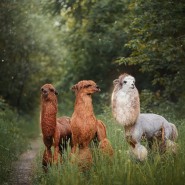 Альпака Парк в парке Сокольники фотографии